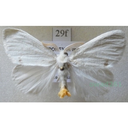 Euproctis similis (Fuessly, 1775) male Kuprówka złotnica Czech29f